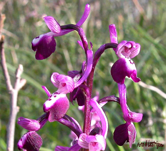 Anacamptis morio subsp. longicornu